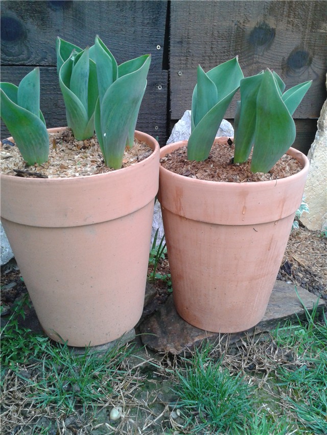 Tulipani